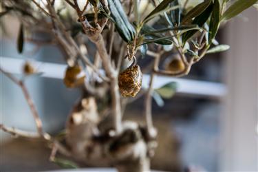 Caramelized crunchy olives hanging from a Bonsai olive tree